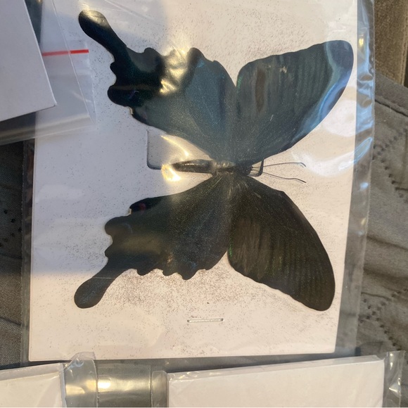 9 natural unmounted taxidermy butterflies - Picture 11 of 12